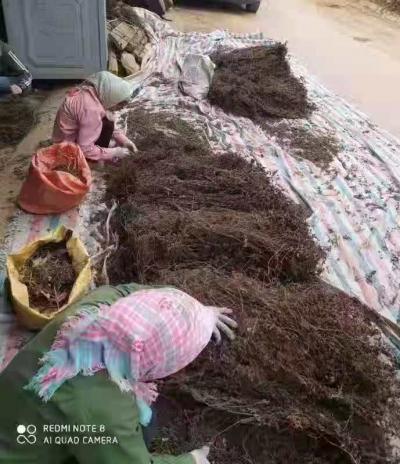大量供应越南凉粉草