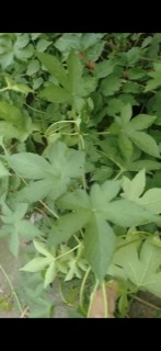 中药材葎草