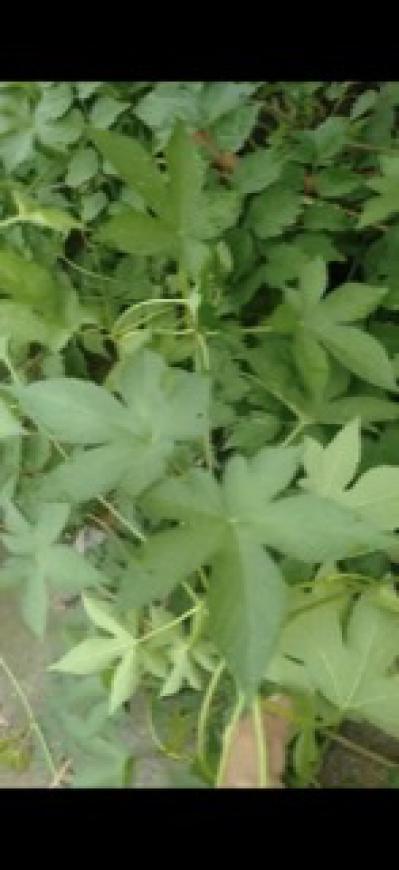 中药材葎草