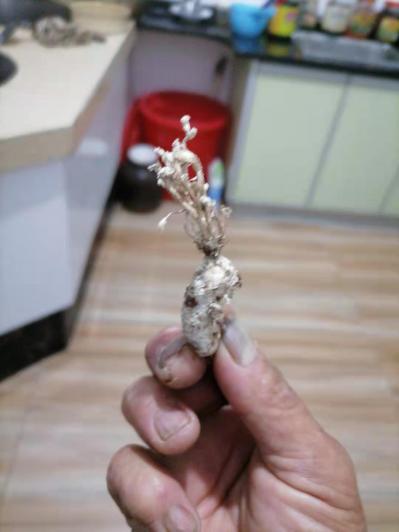 野生金蝉花