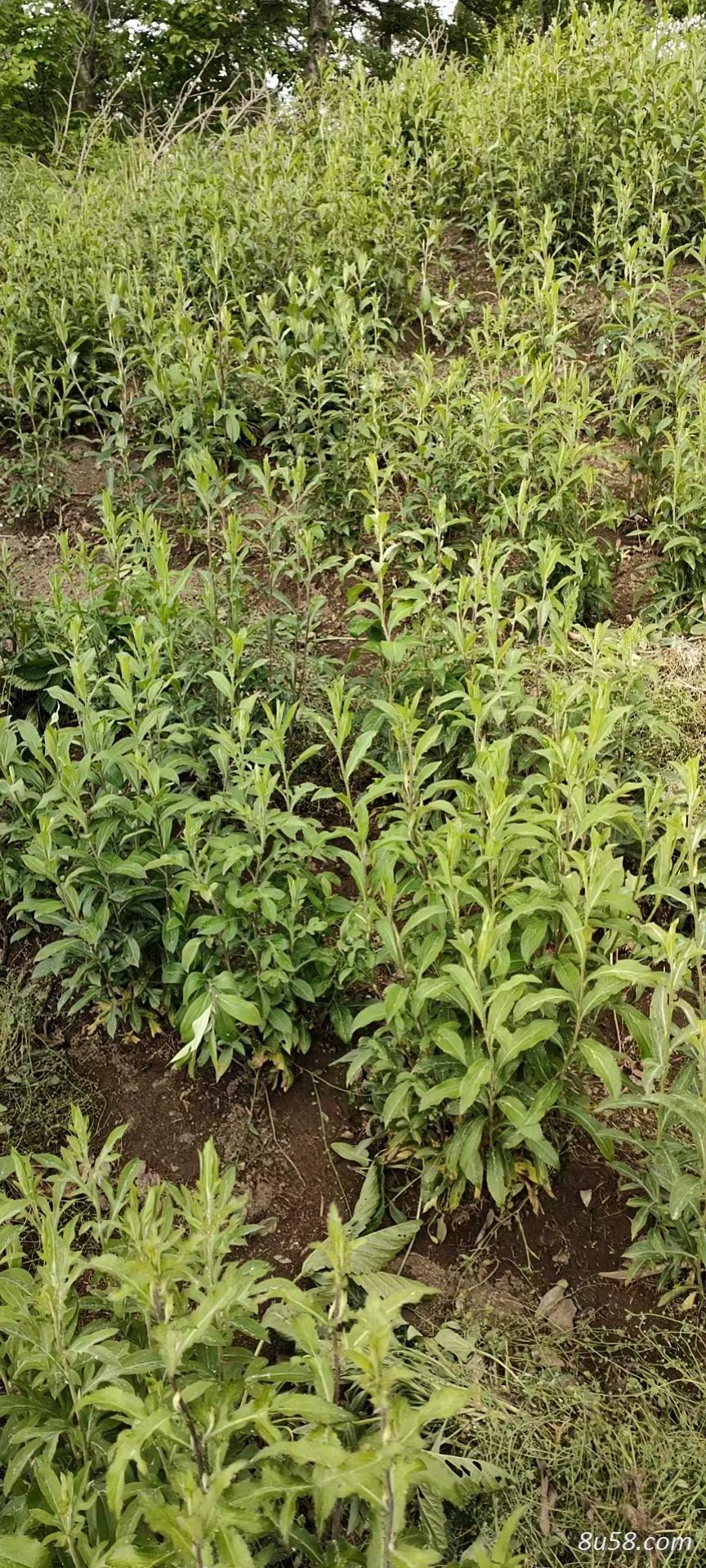 北苍术种植大户