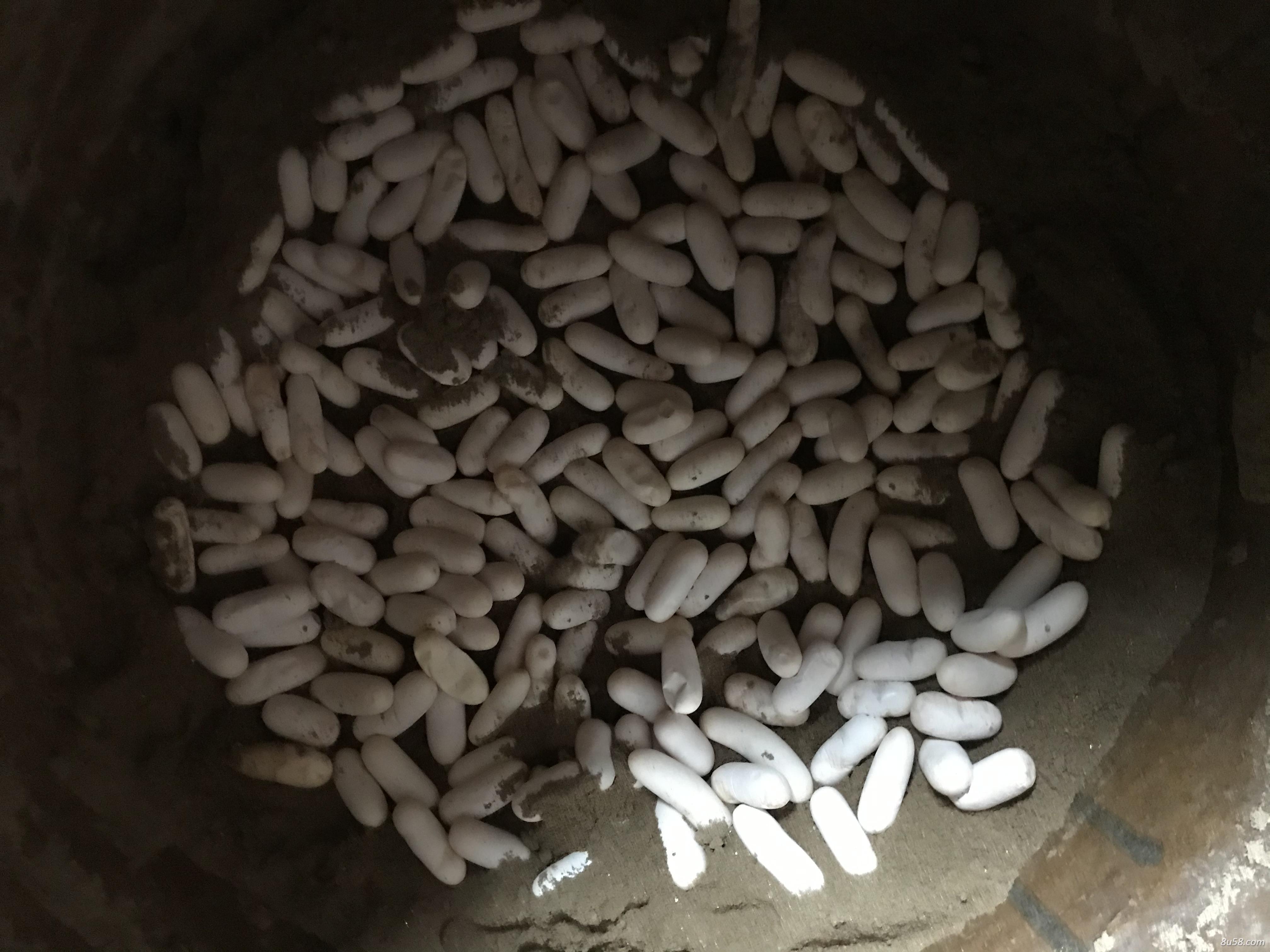 金钱白花蛇 金钱白花蛇