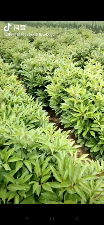 出售五年鲜白芍