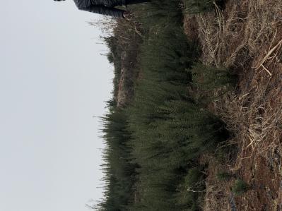 迷迭香干叶，鲜叶