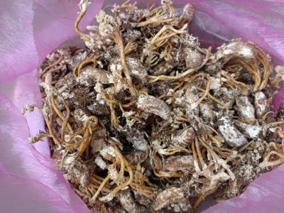 大别山金婵花