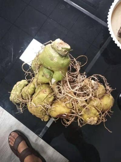 大量出售黄精