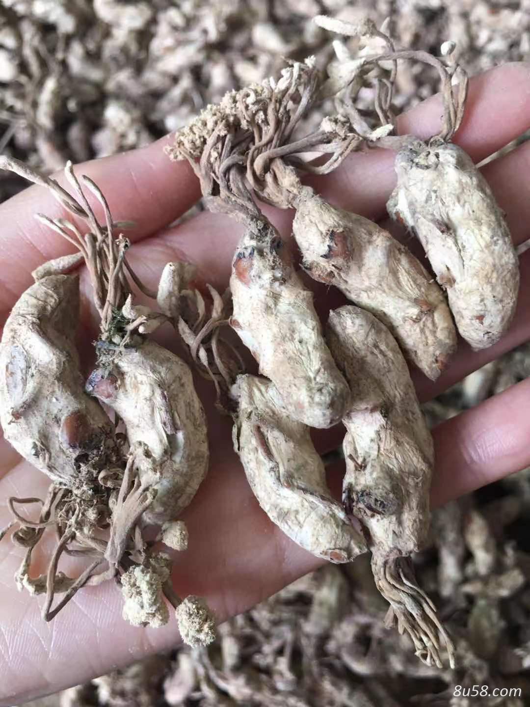 金蝉花