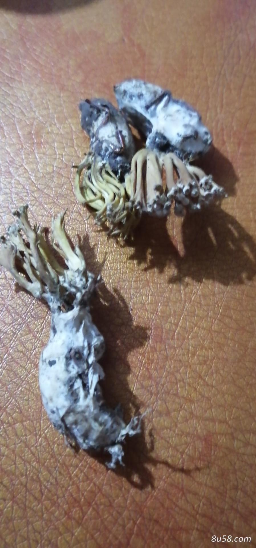 野生的金蝉花