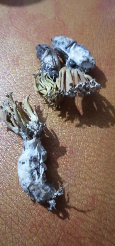 野生的金蝉花