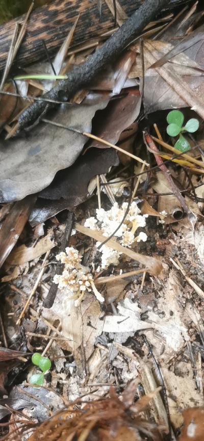 湖南高山金蝉花