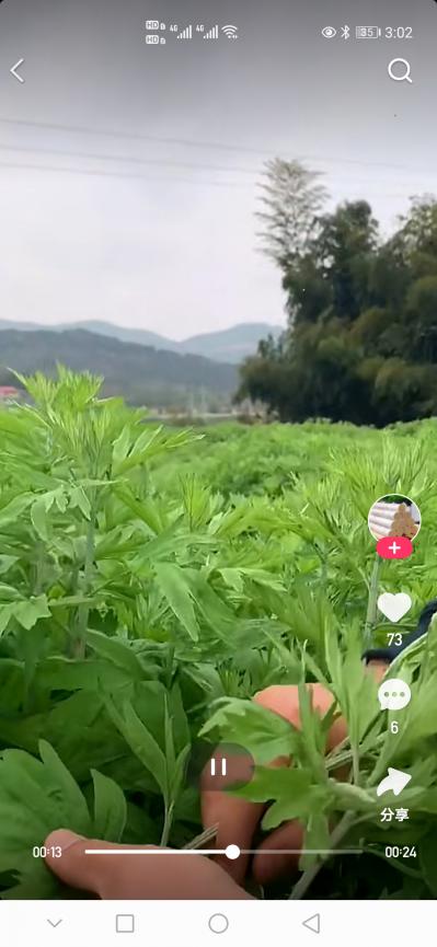 主营出售，艾叶，夏枯草