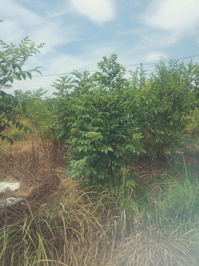 望有诚意人联系收购吴茱萸
