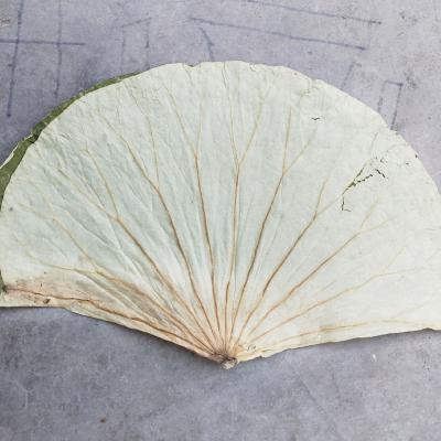 荷叶