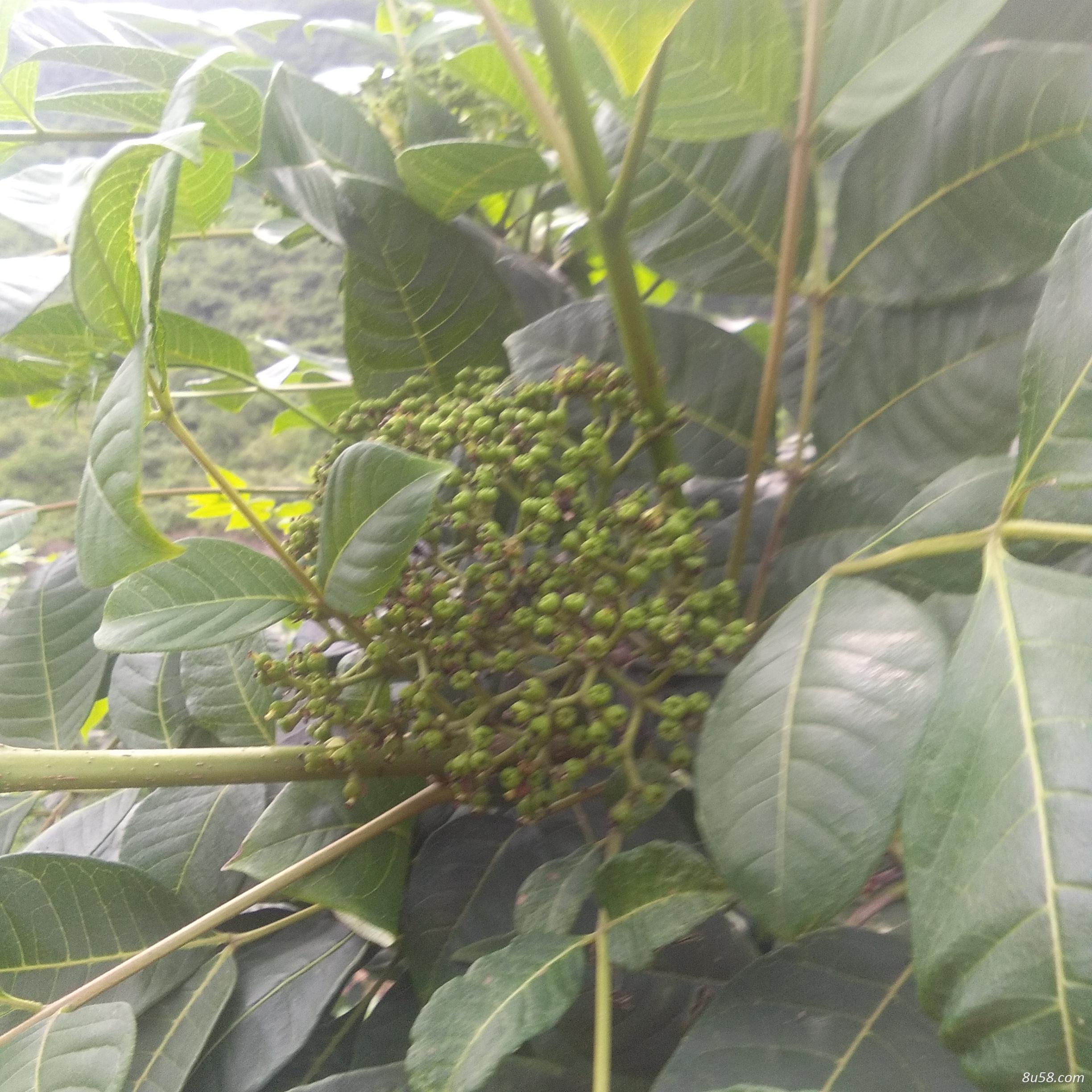 自己种的茶辣