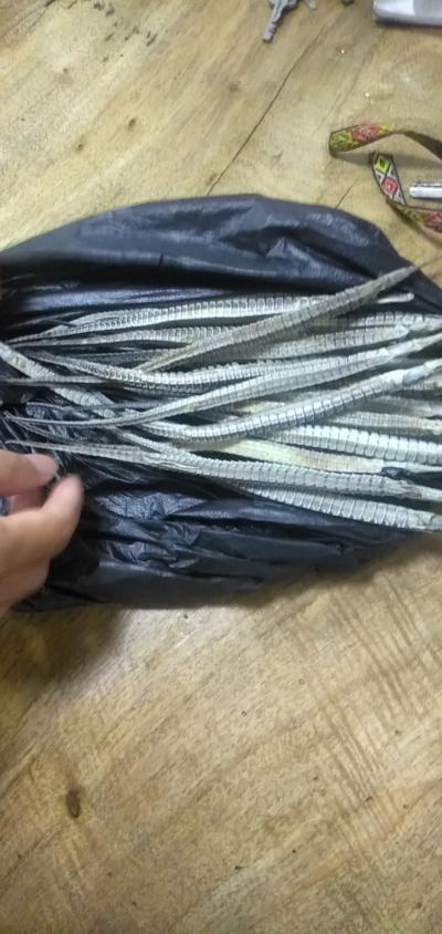 长期供应东南亚海龙药材