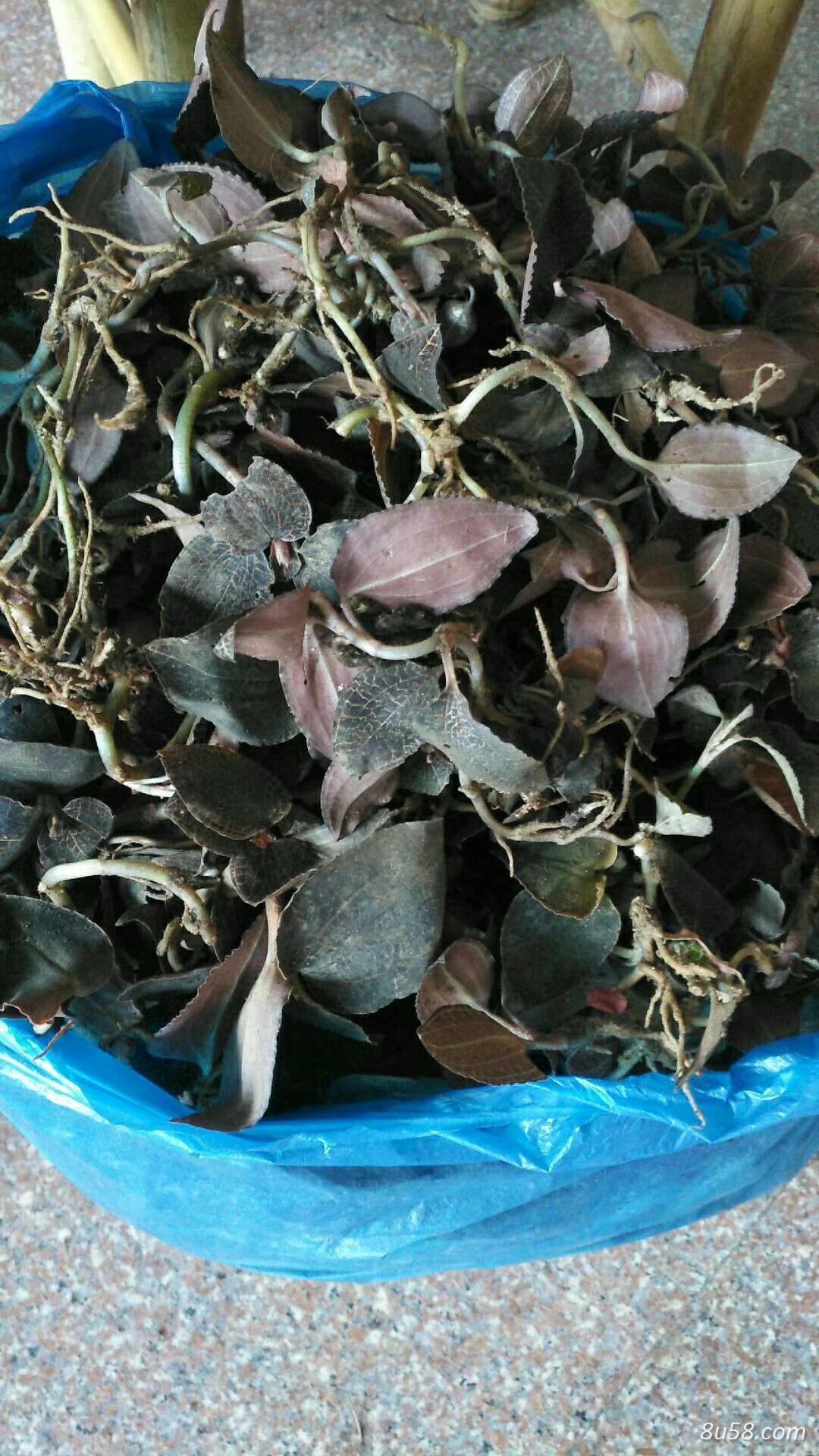 出售野生金线莲有好多哦