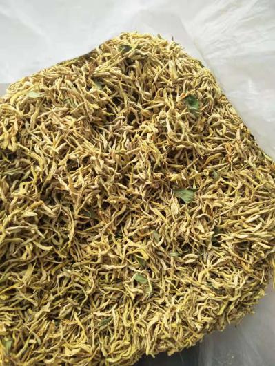 金银花花苞无已开花