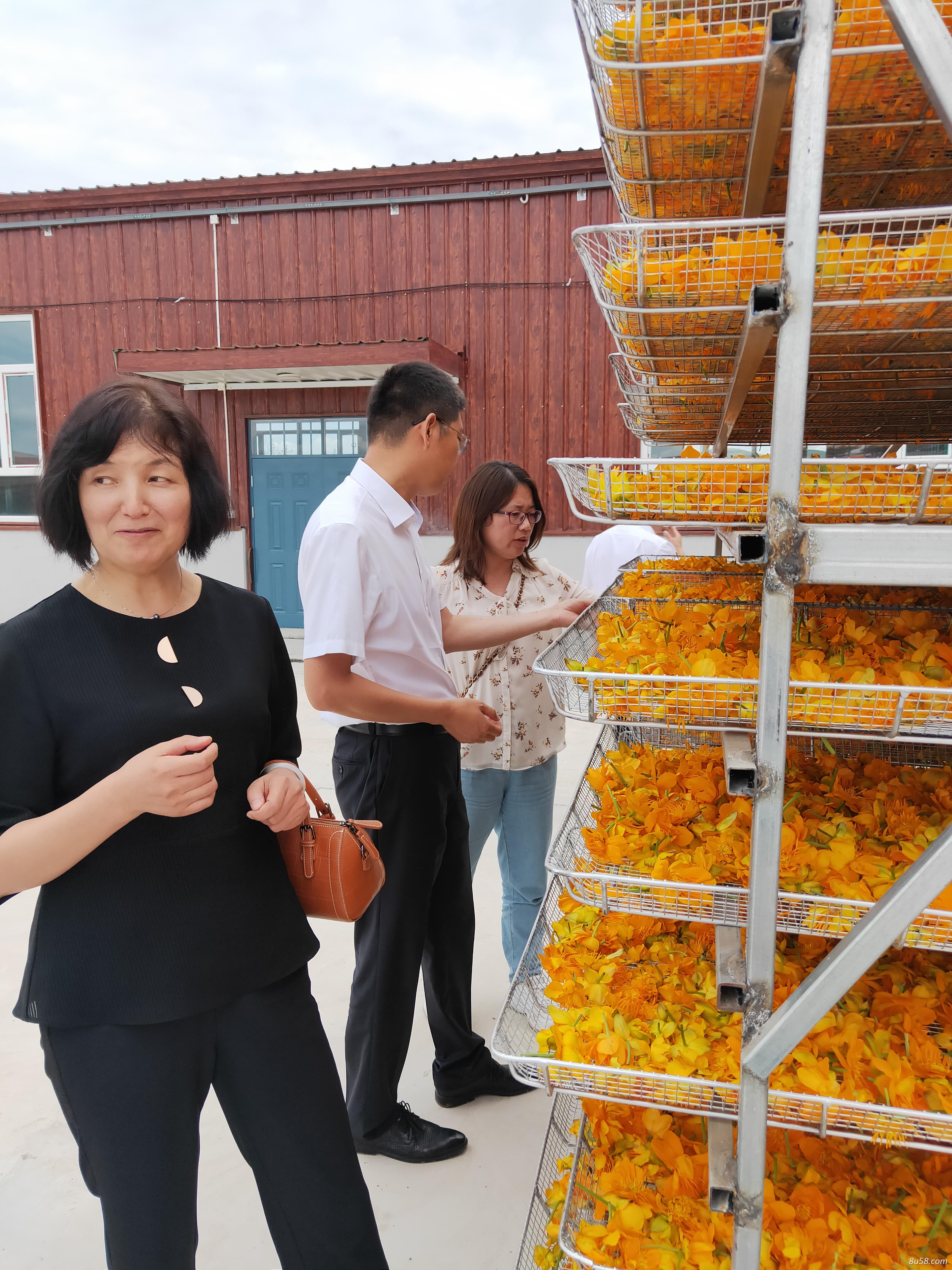 长期出售内蒙古地产金莲花和平贝母 长期出售内蒙古地产金莲花和平贝母