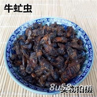 牛虻虫 黑龙江 牛虻虫 当年新货 现捉现晒