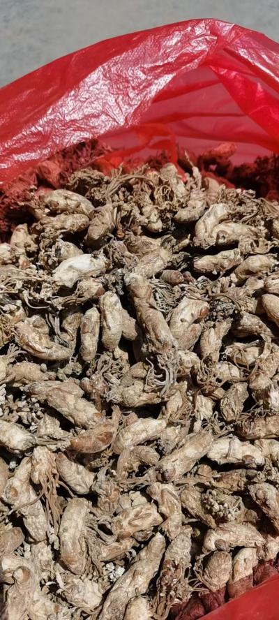 野生金蝉花干货 300公斤左右  色美 饱满 干度一级 有老板需要的的请联系
