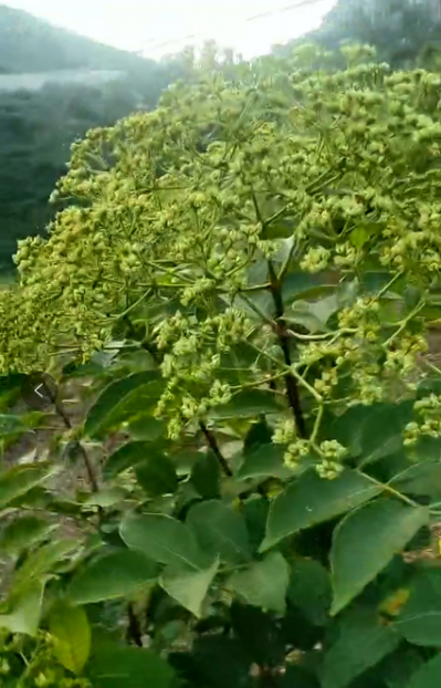 大量供应吴茱萸