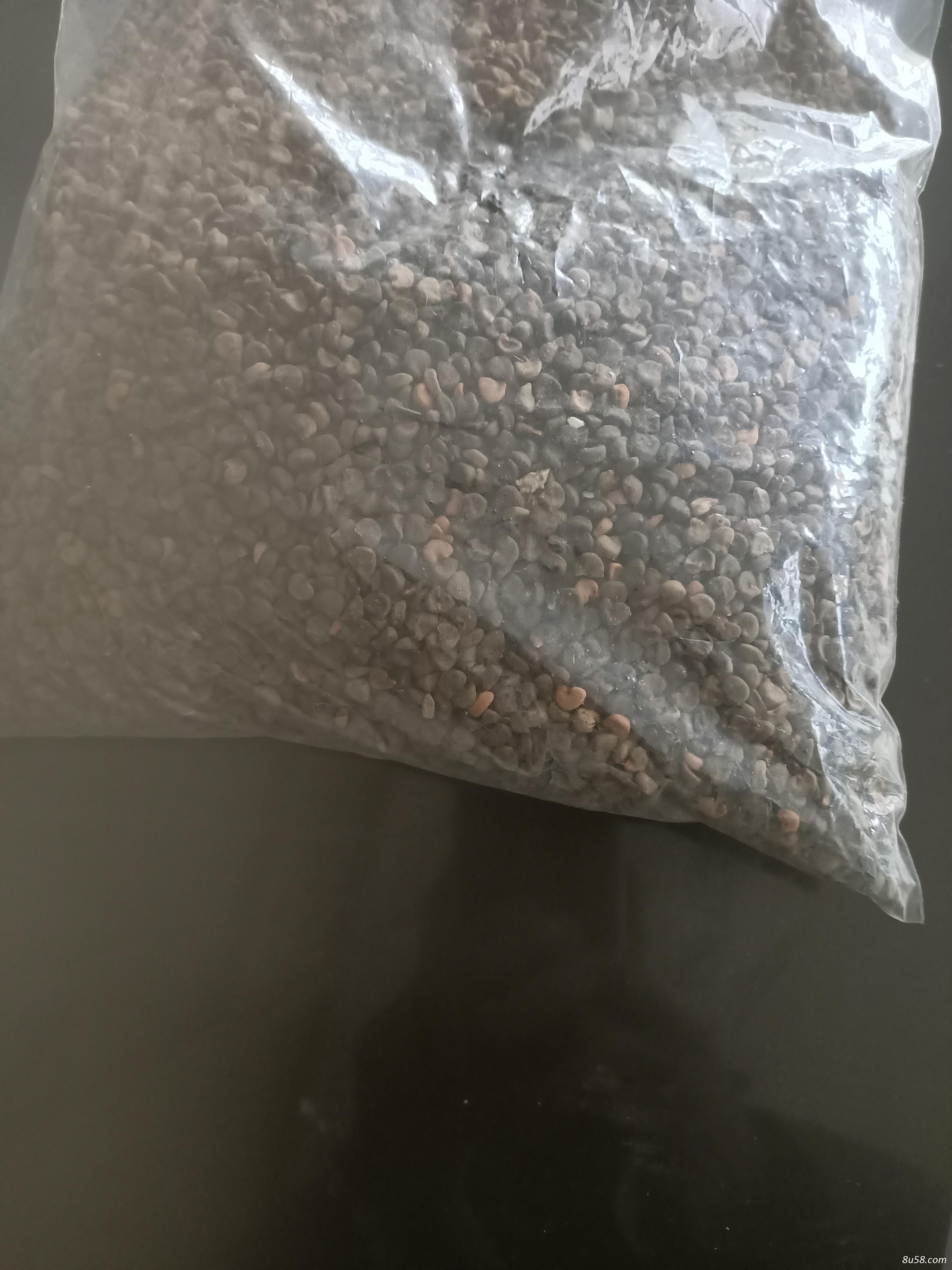 洛神花种子(玫瑰茄种子) 洛神花种子(玫瑰茄种子)