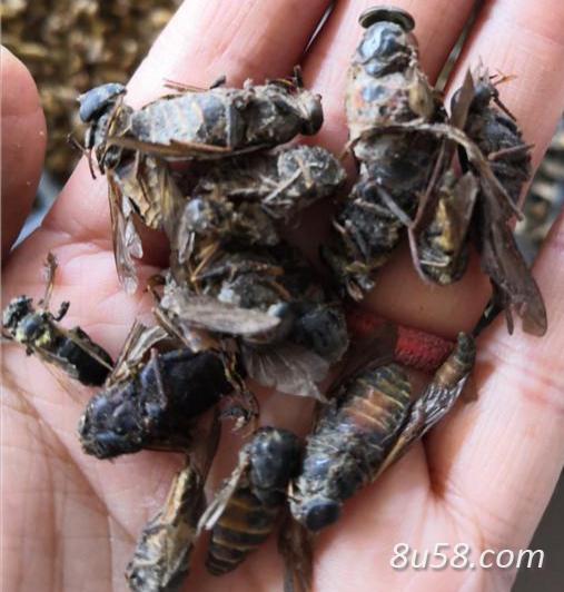 出售当年新鲜牛虻虫