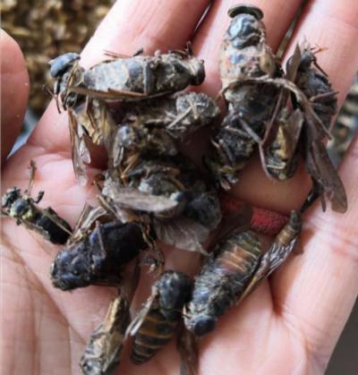 出售当年新鲜牛虻虫
