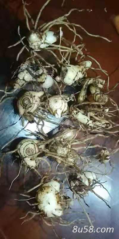 大量出售白芨