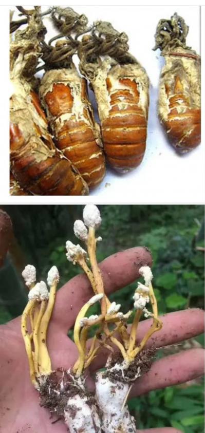 野生金蝉花