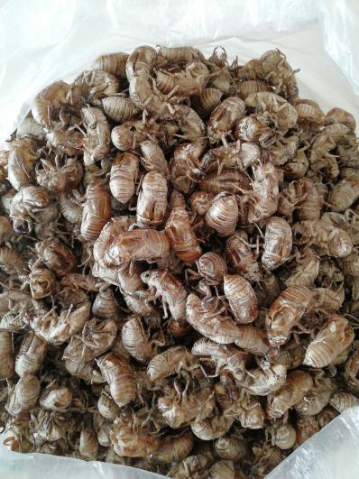供应蝉蜕（陕西）