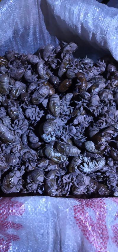 重庆北碚柳荫的知了壳（蝉壳）