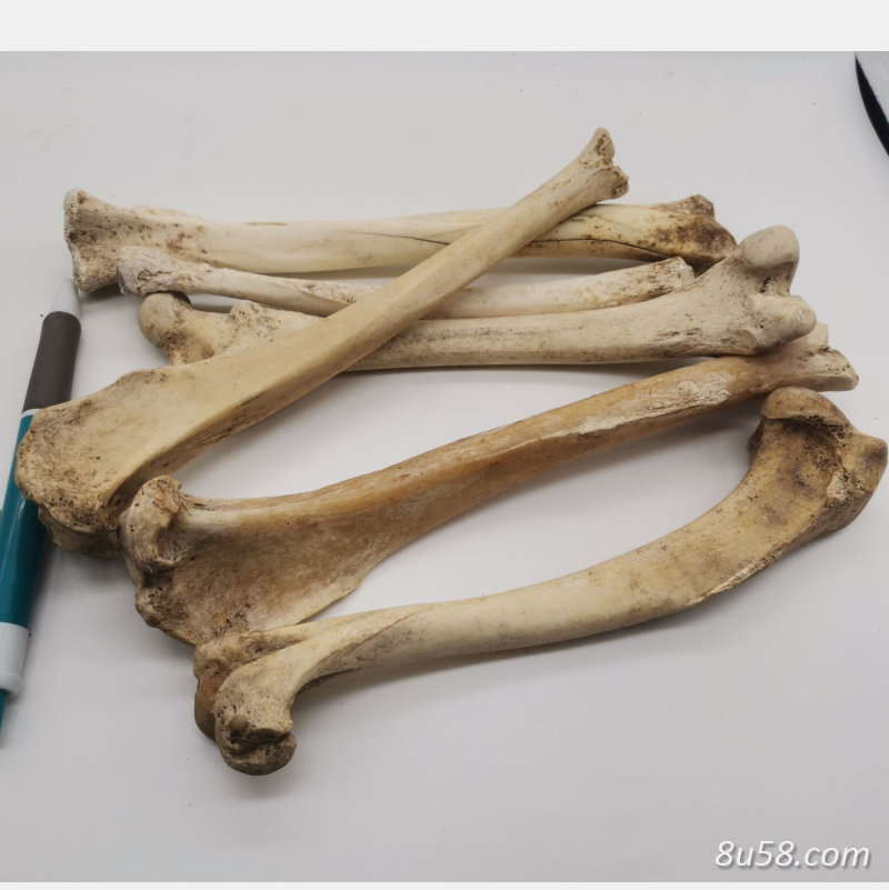 供应中药材狗骨头 狗腿骨 狗头骨 醋制
