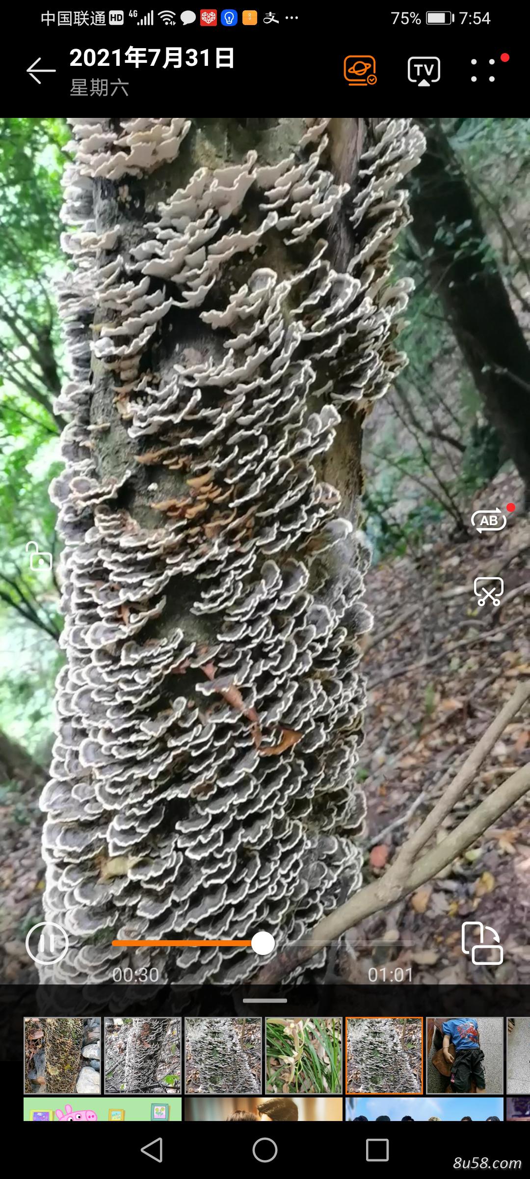 野生云芝