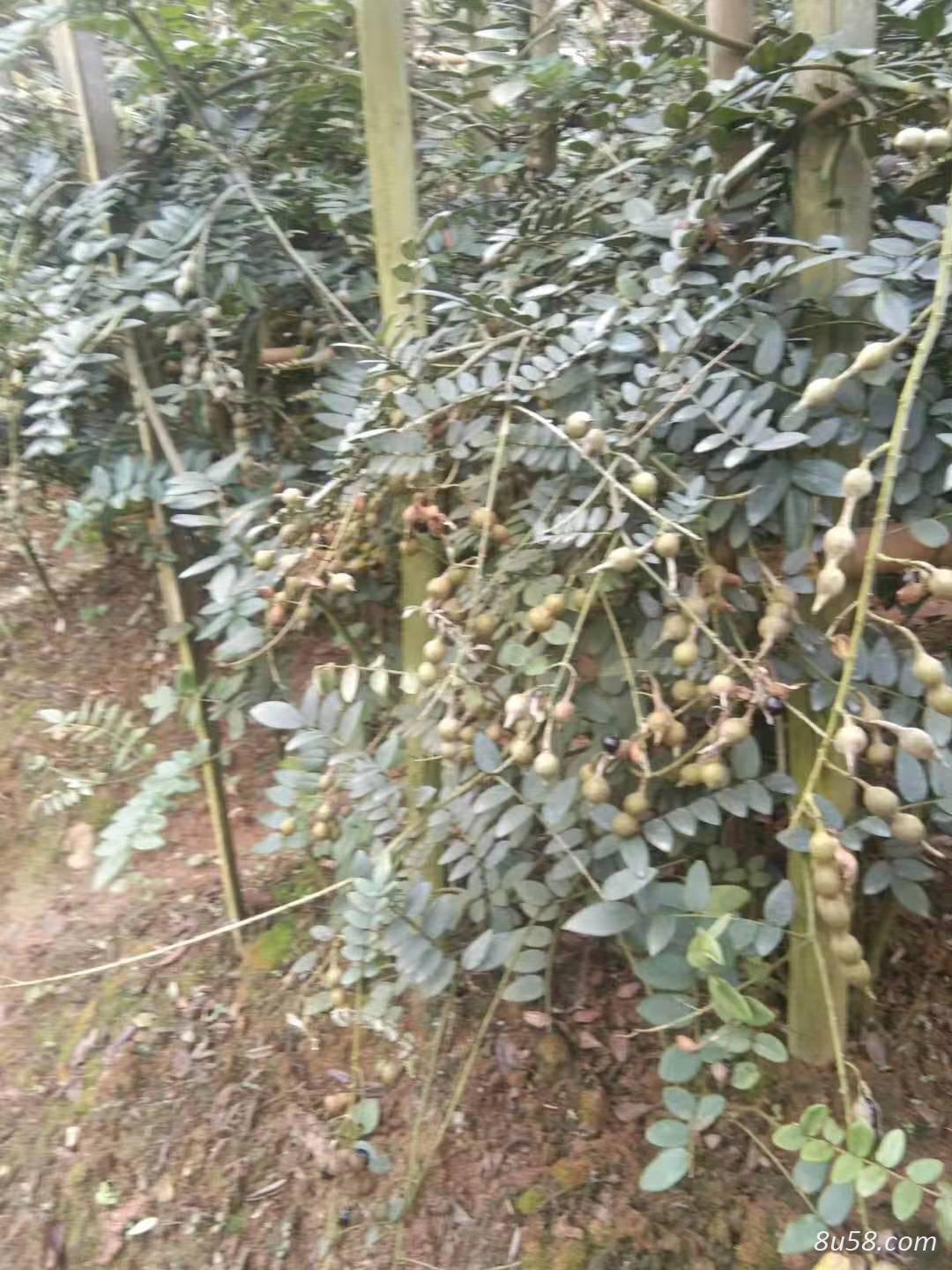 自种山豆根出售