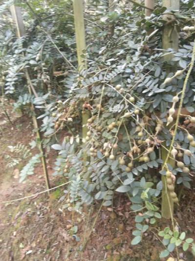 自种山豆根出售