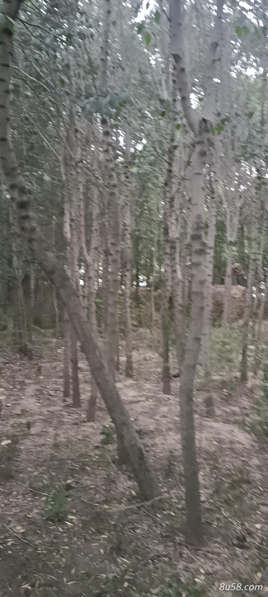 出售杜仲树