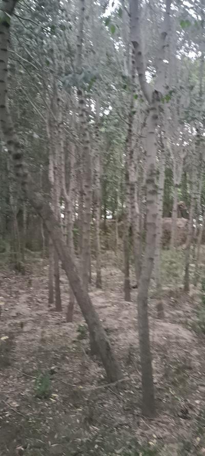 出售杜仲树
