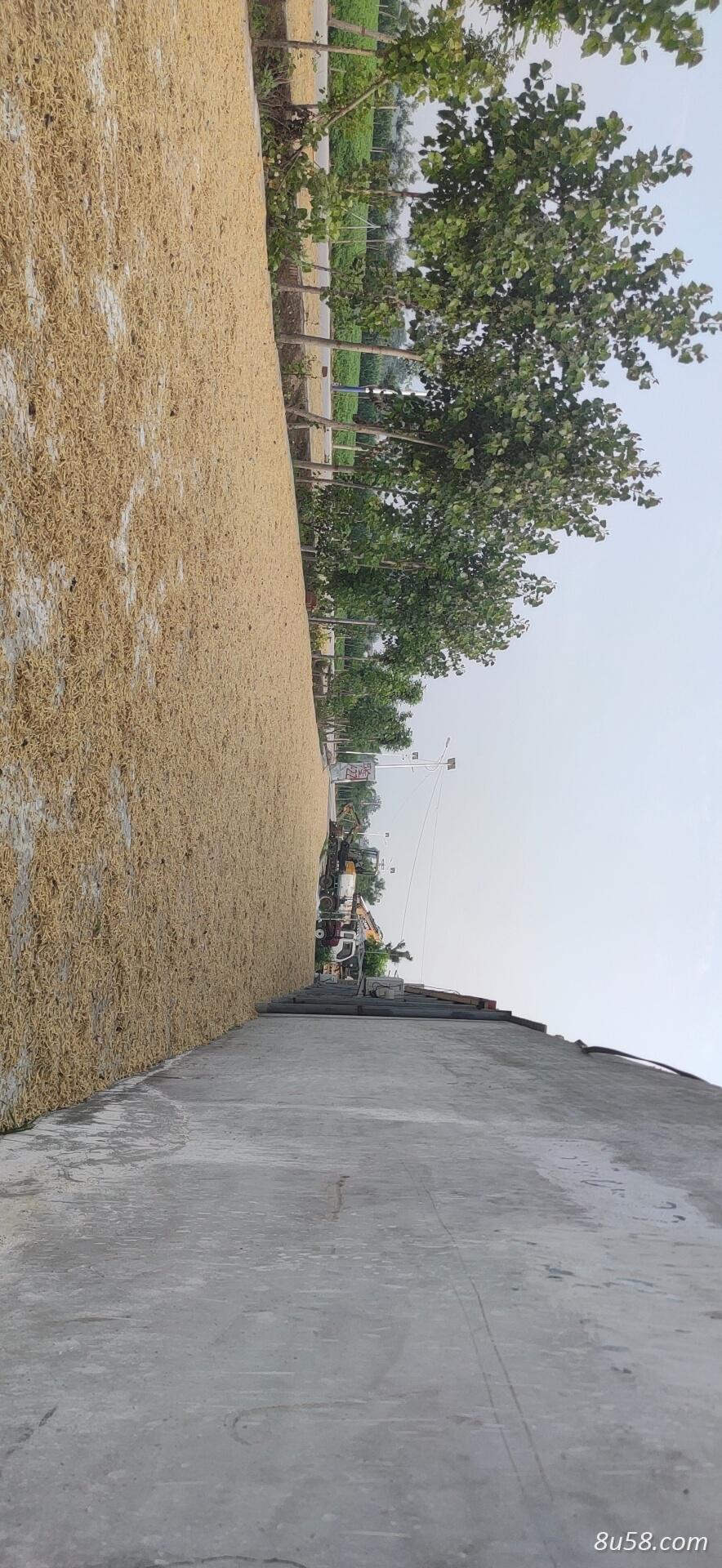 出售新产太子参4吨左右