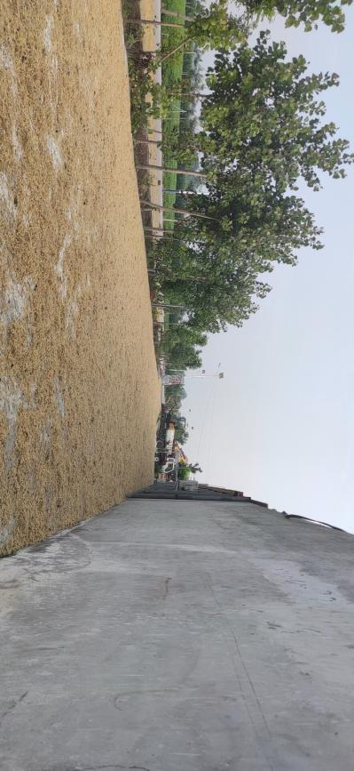 出售新产太子参4吨左右