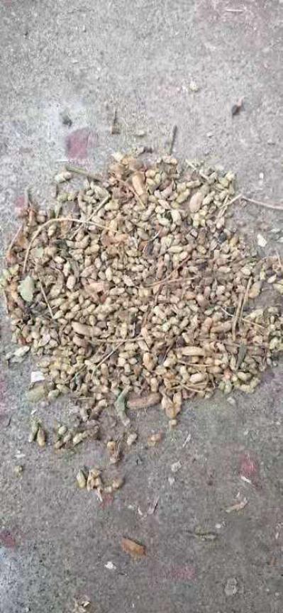 出售干槐米