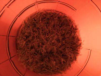 哪里收购新疆野生蝎子