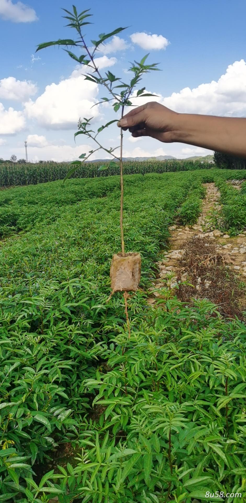 云南昭通花椒苗 云南昭通花椒苗