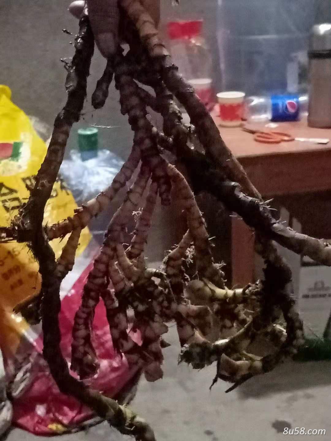 石菖蒲