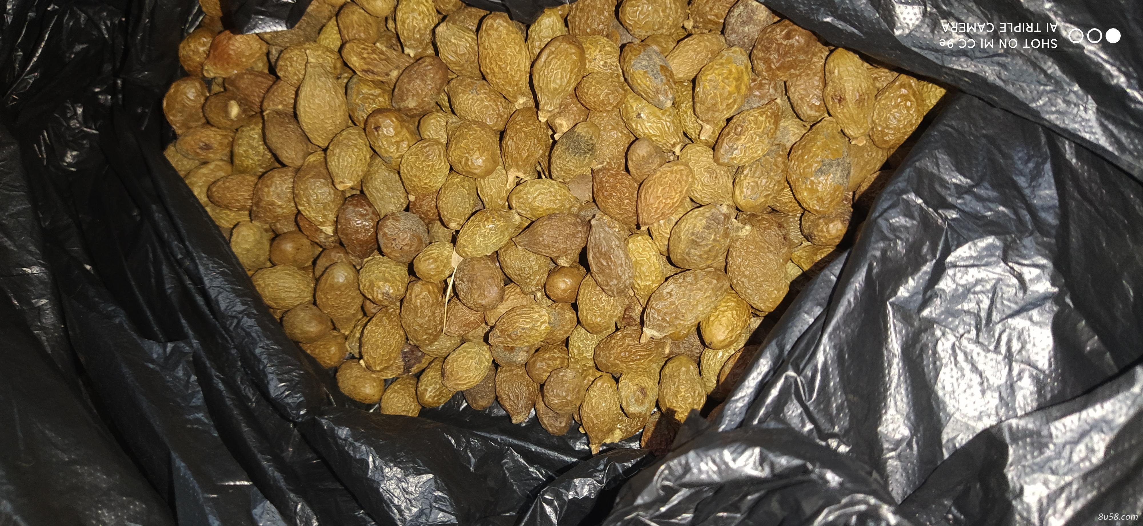 出售胖大海一批