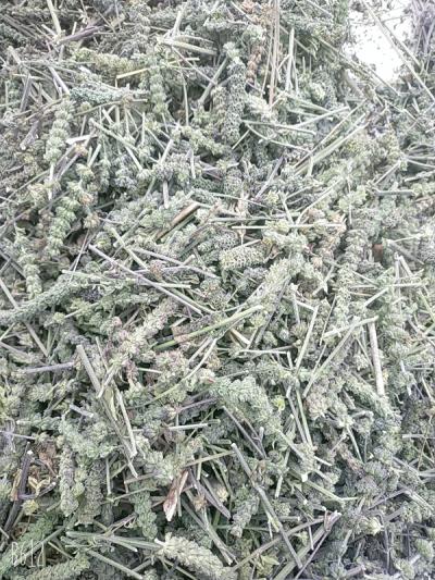 出售；芥穗，荆芥，轧穗，各种规格，各种尺寸！