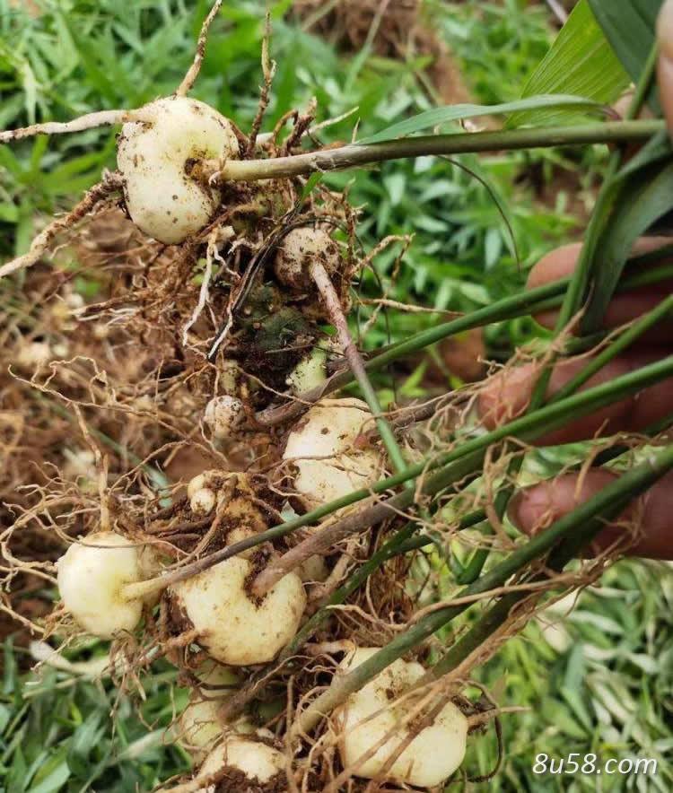 黄精苗1-2年苗批发_滇黄精种植基地_红花滇黄精种子直销价格