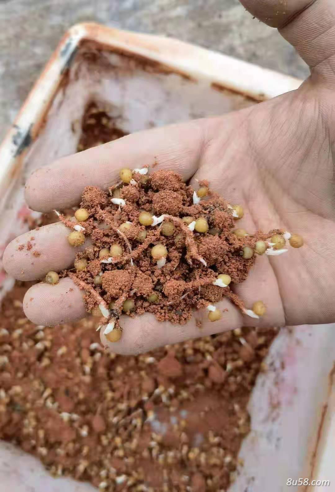 出售多花黄精籽提供技术，大量收四川黄精鲜货