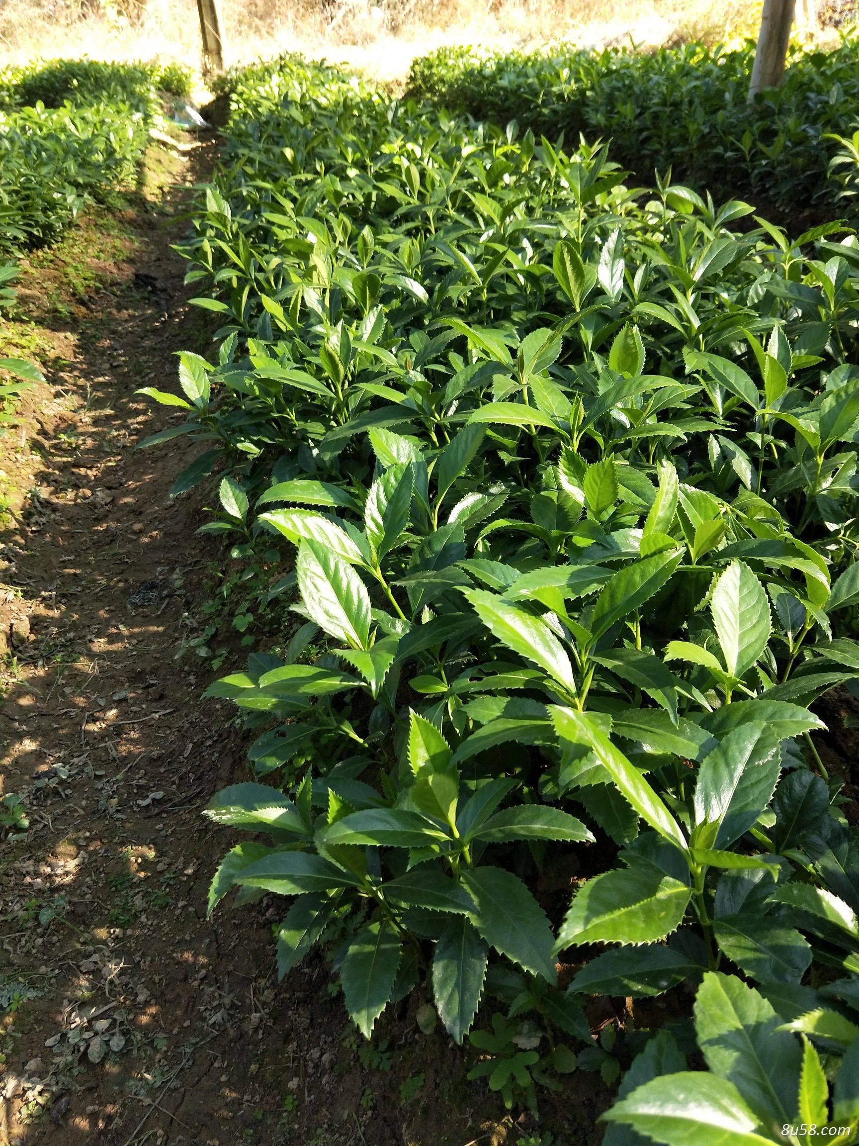 出售草珊瑚种子草珊瑚种苗九节风鲜货