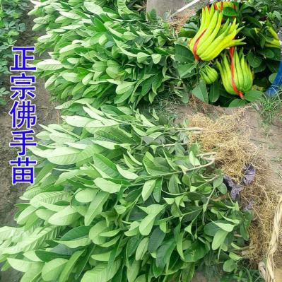 出售优质佛手苗，佛手干片，产量高。大量收购佛手鲜果